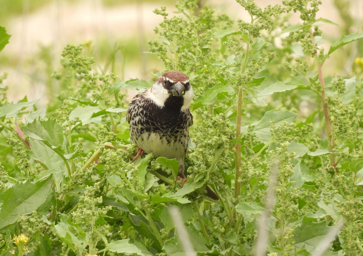 Spanish Sparrow - ML548716821