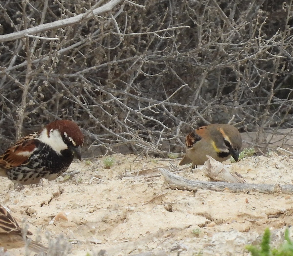 Spanish Sparrow - ML548716831