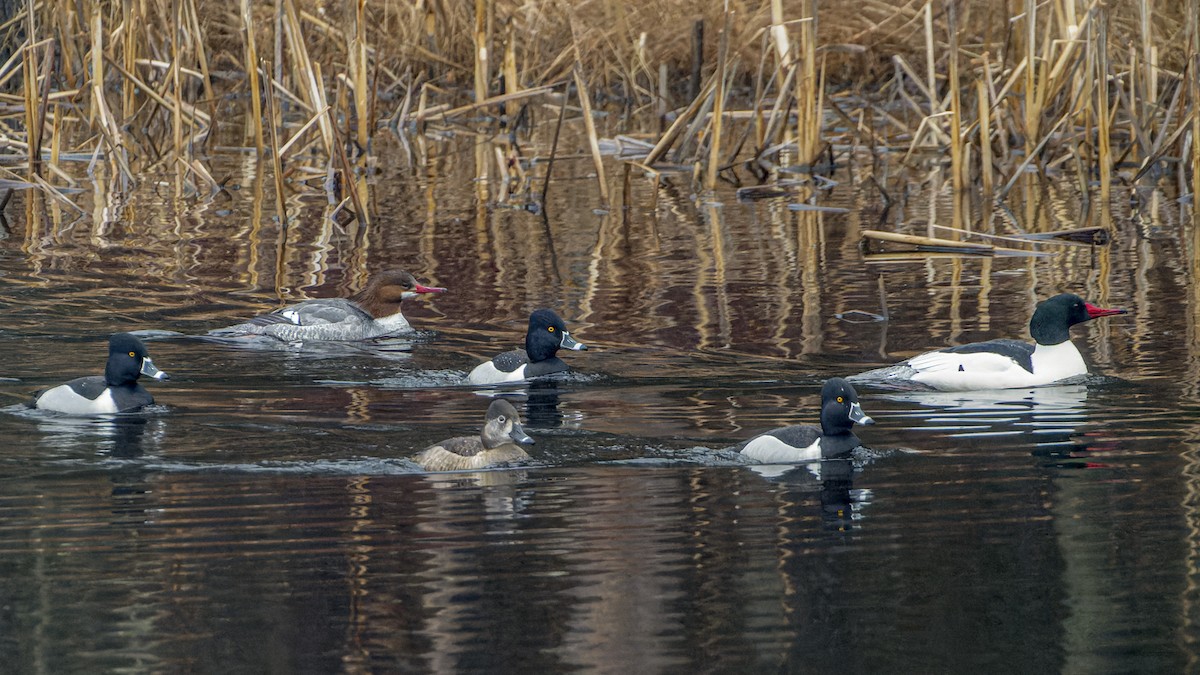 Gänsesäger - ML548717761