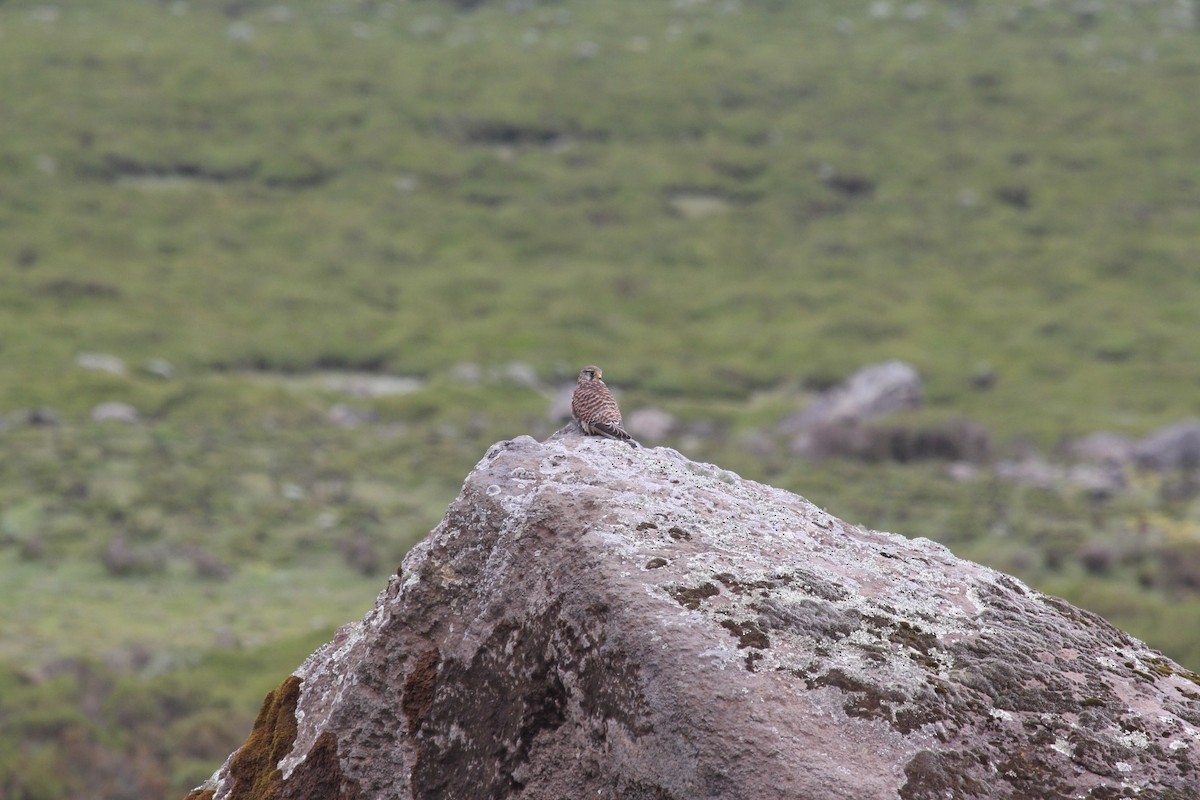 Eurasian Kestrel - ML548718001