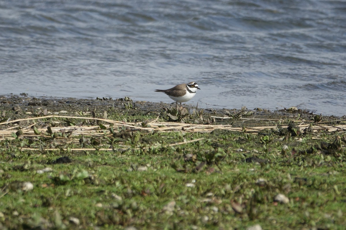 Little Ringed Plover - ML548718061