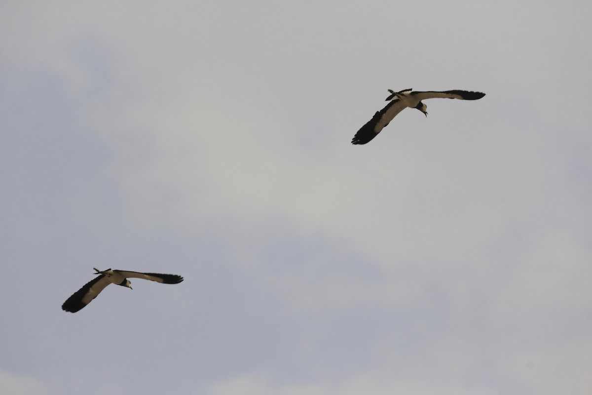 Southern Lapwing - ML548719261