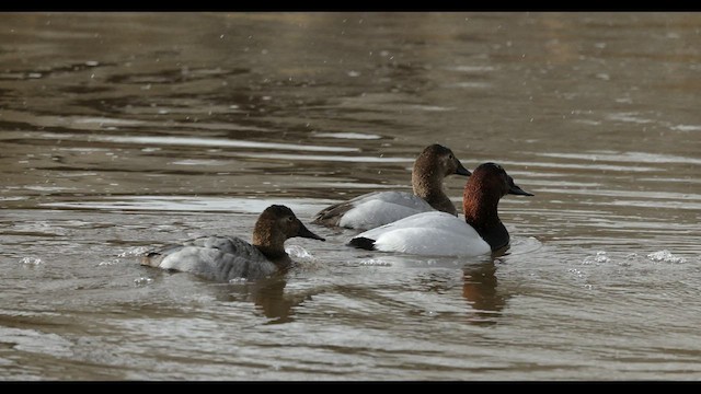 Canvasback - ML548720861