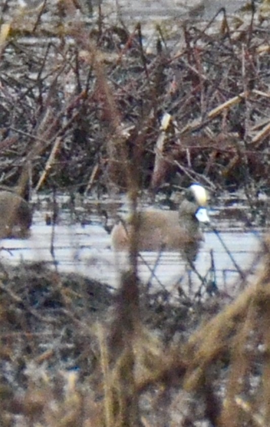 American Wigeon - ML548722151