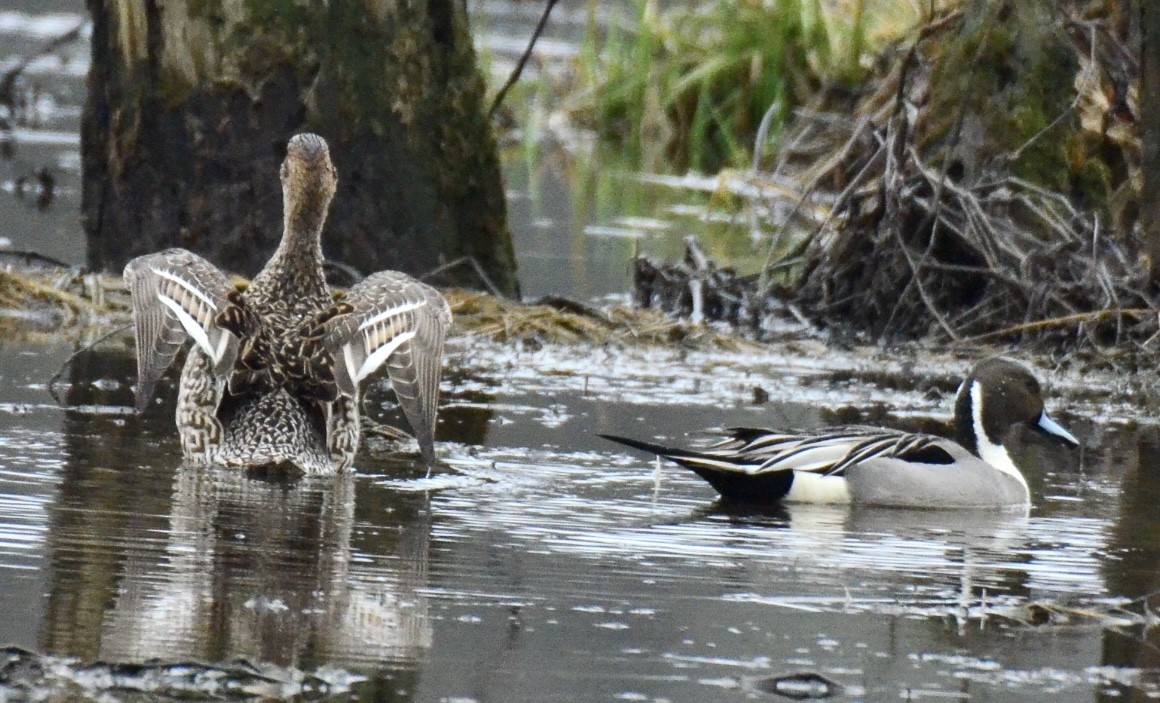 Northern Pintail - ML548722201