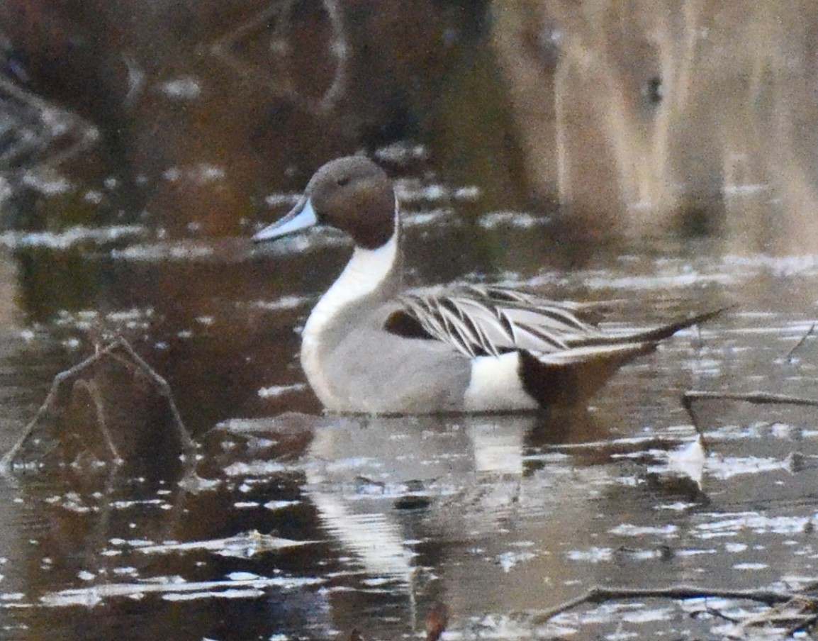 Northern Pintail - ML548722451