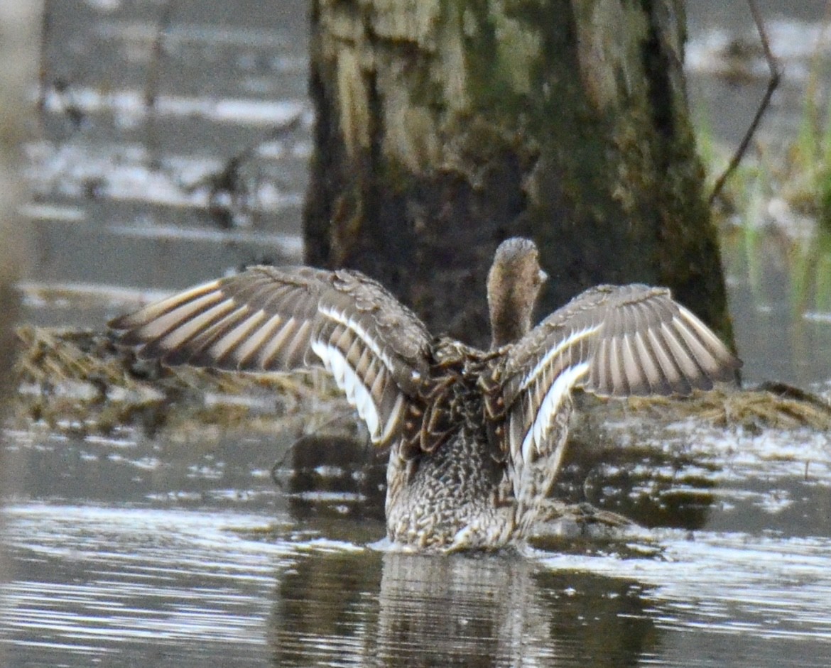 Northern Pintail - ML548722461