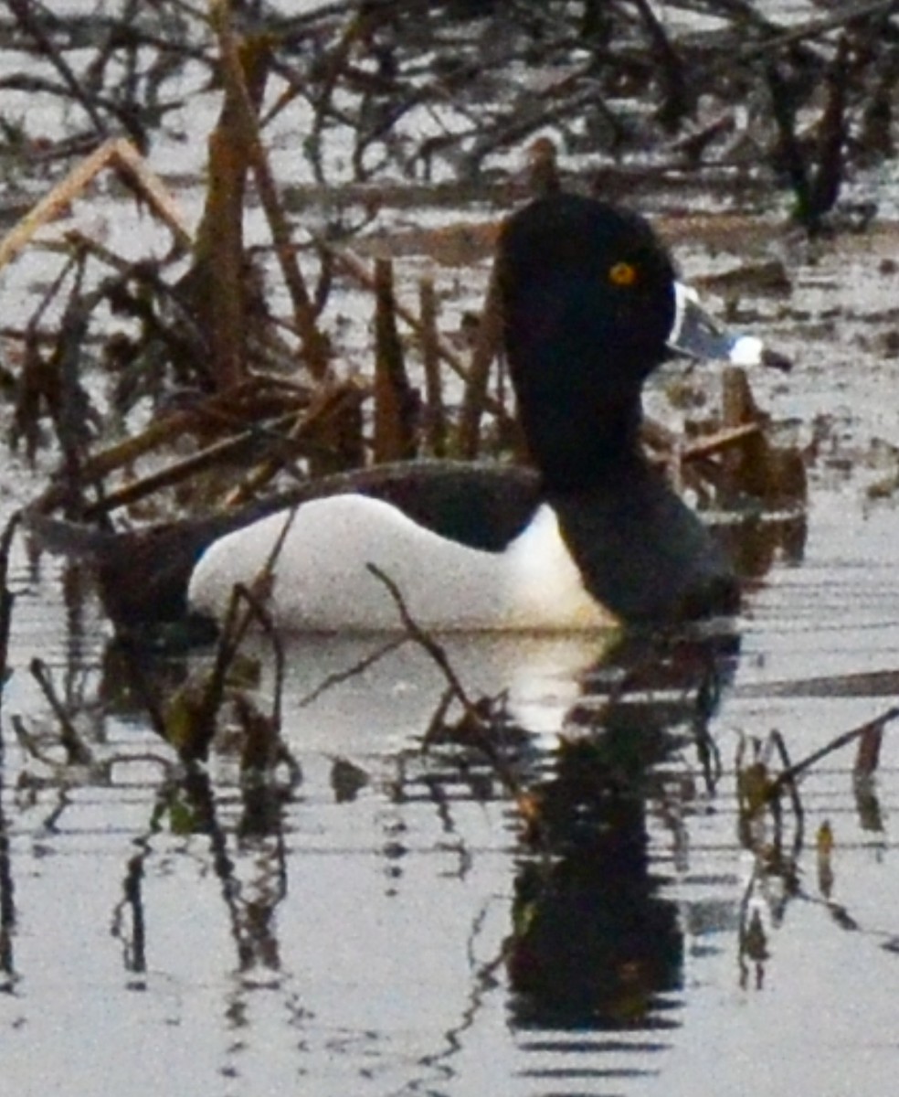 Ring-necked Duck - ML548722561