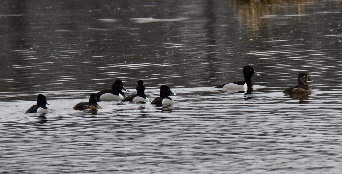 Ring-necked Duck - ML548722621