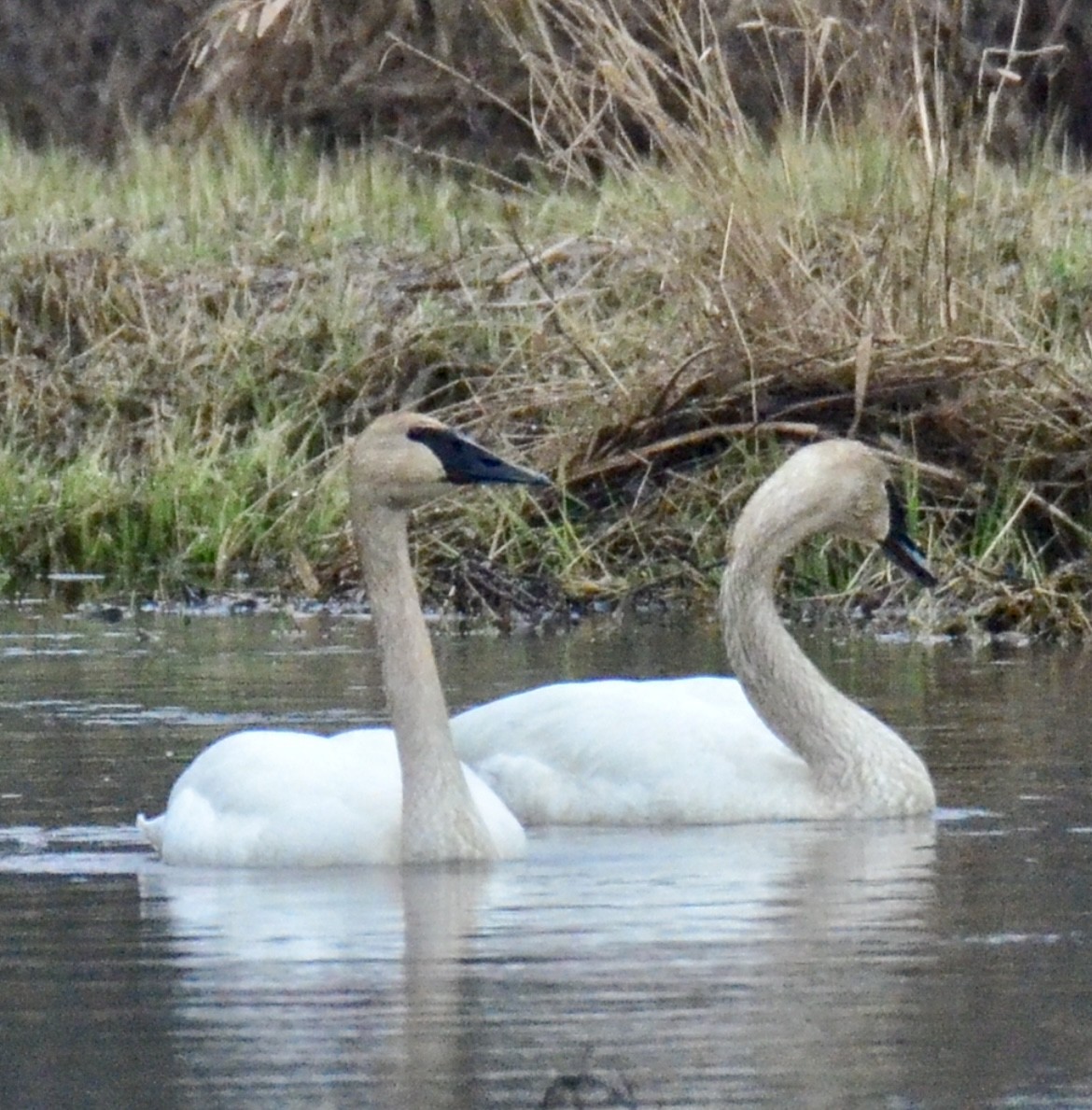 Trumpeter Swan - ML548722891