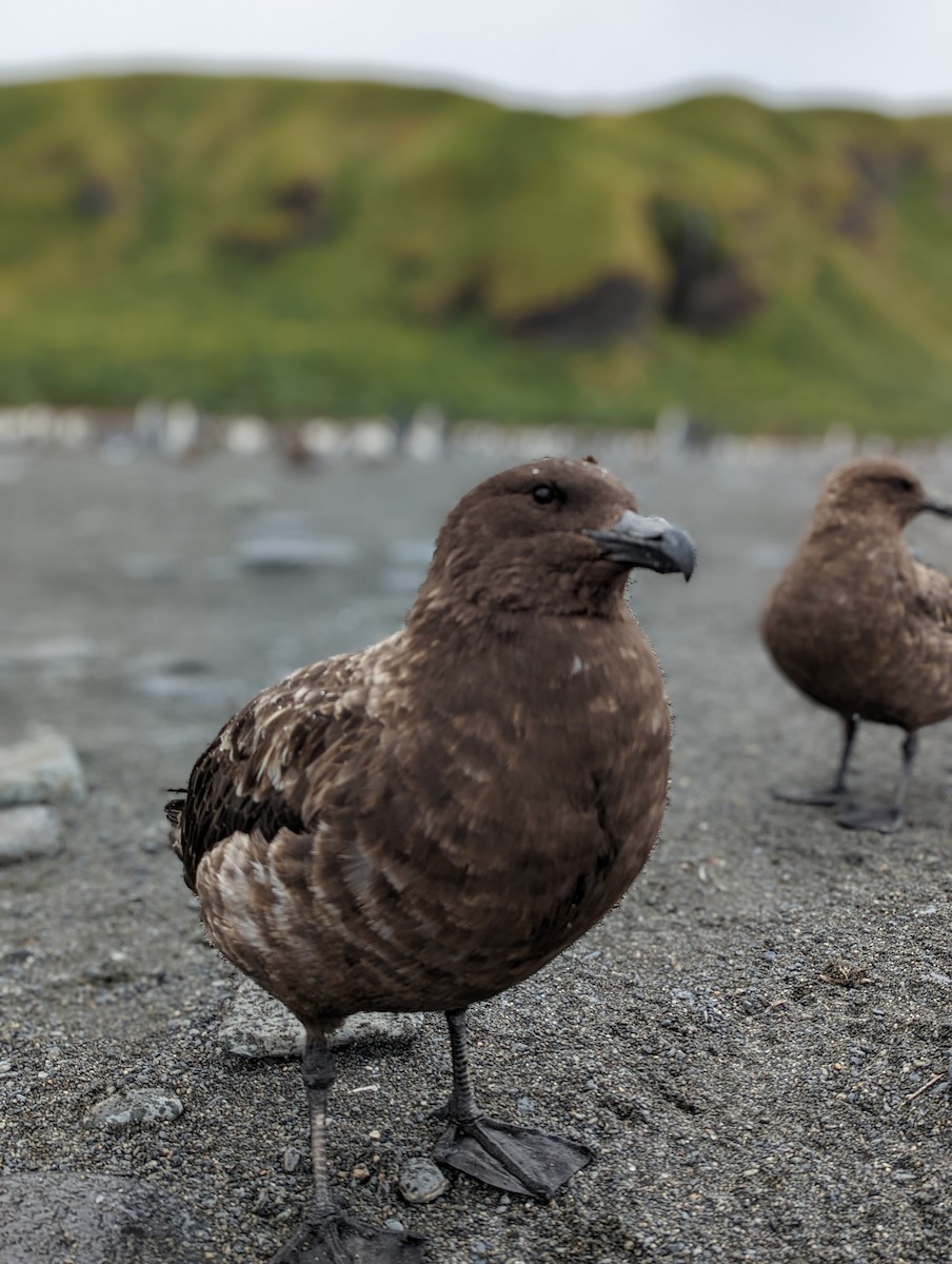 Brown Skua (Subantarctic) - Jacob C. Cooper