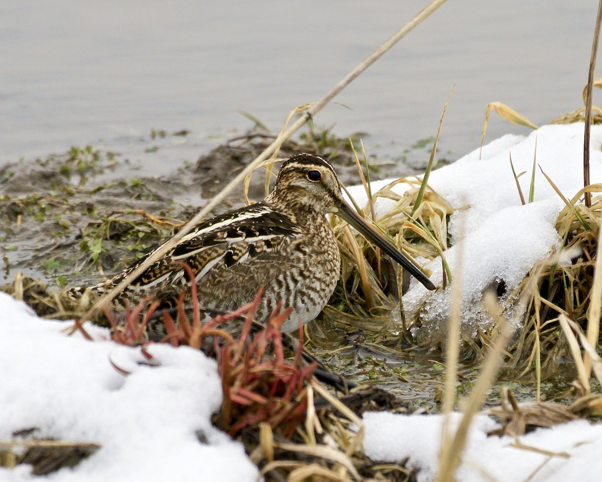 Wilson's Snipe - ML548723071