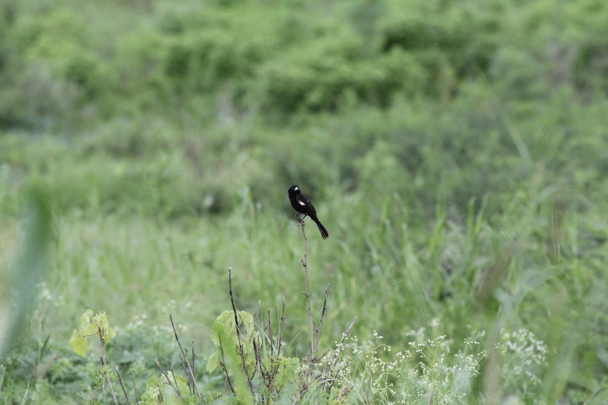 White-winged Widowbird - ML548724041