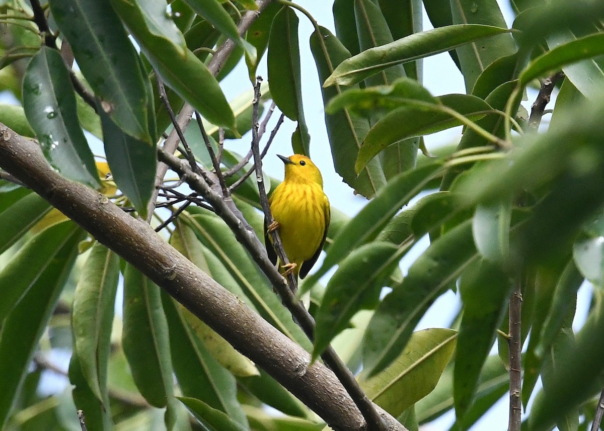 Yellow Warbler - ML548726241