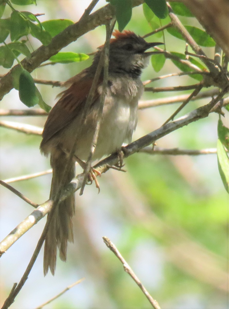 Pale-breasted Spinetail - ML548726921