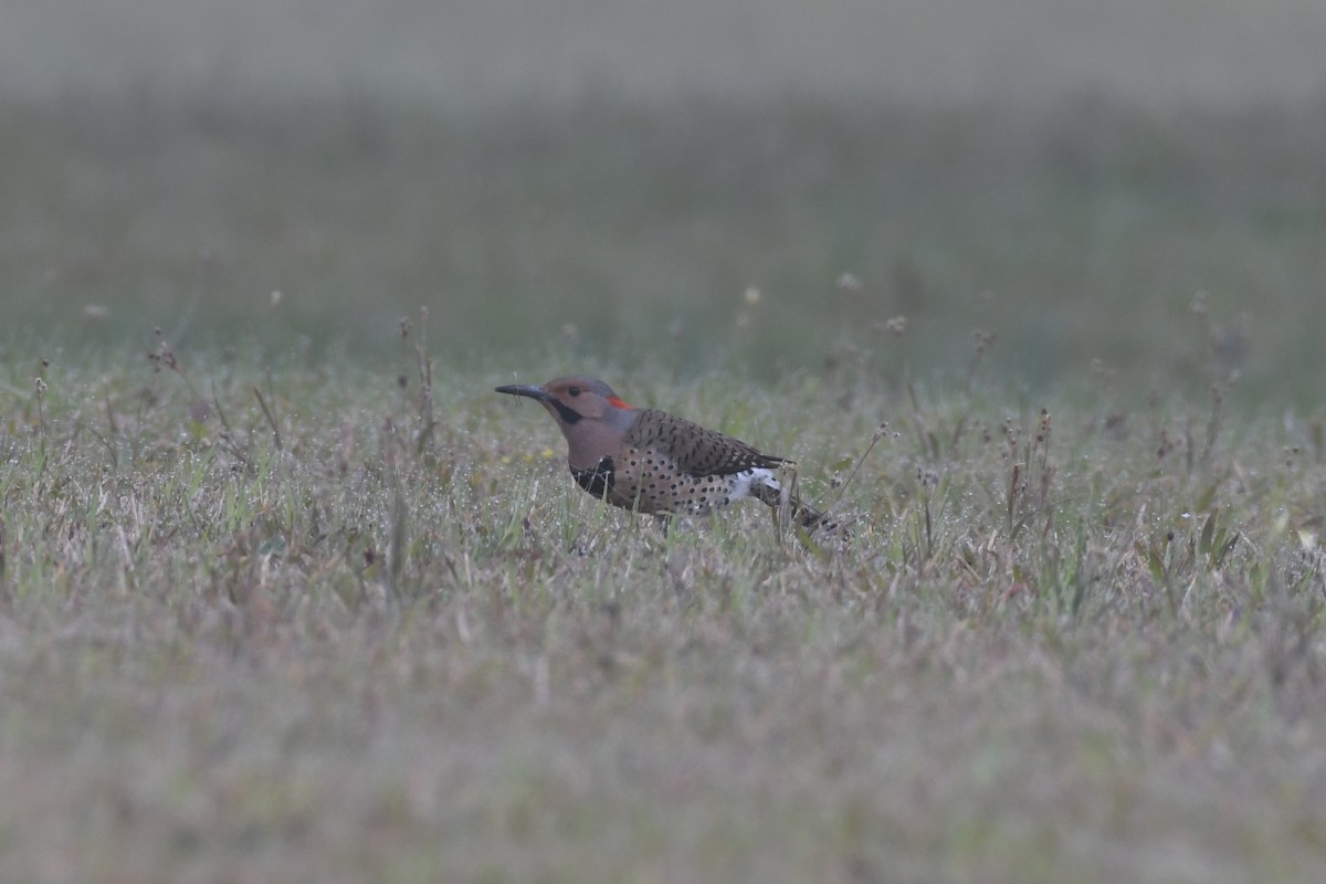 Northern Flicker (Yellow-shafted) - James White