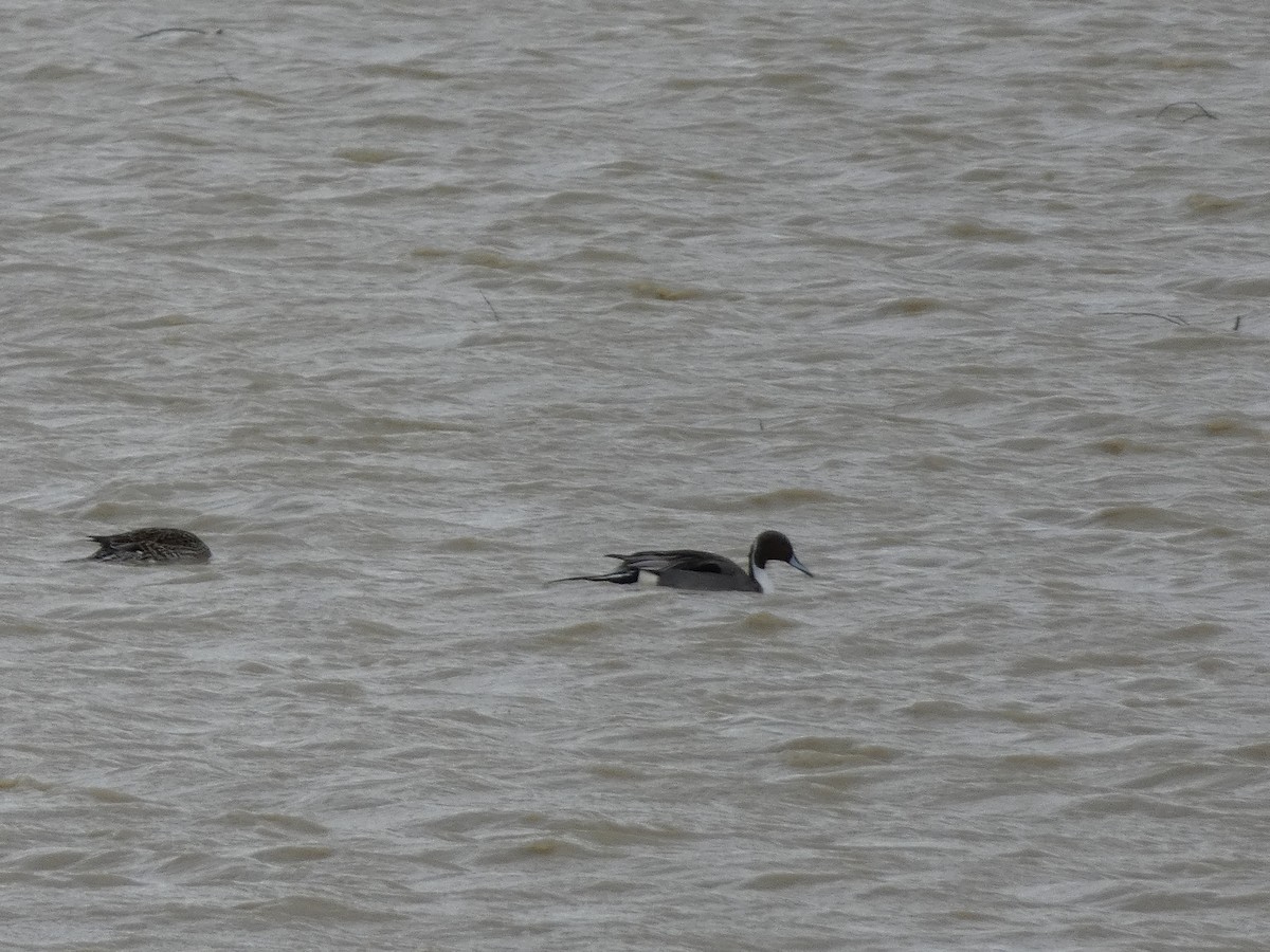 Northern Pintail - ML548729331