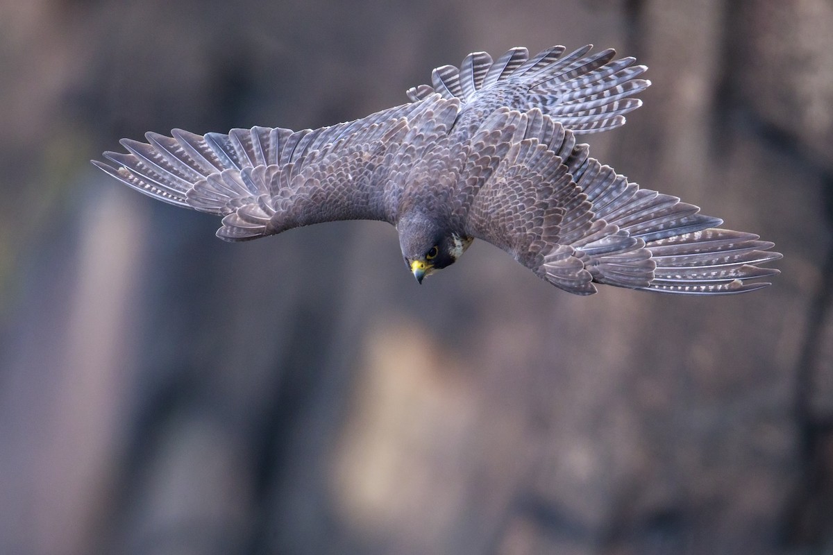 ML548731271 - Peregrine Falcon - Macaulay Library