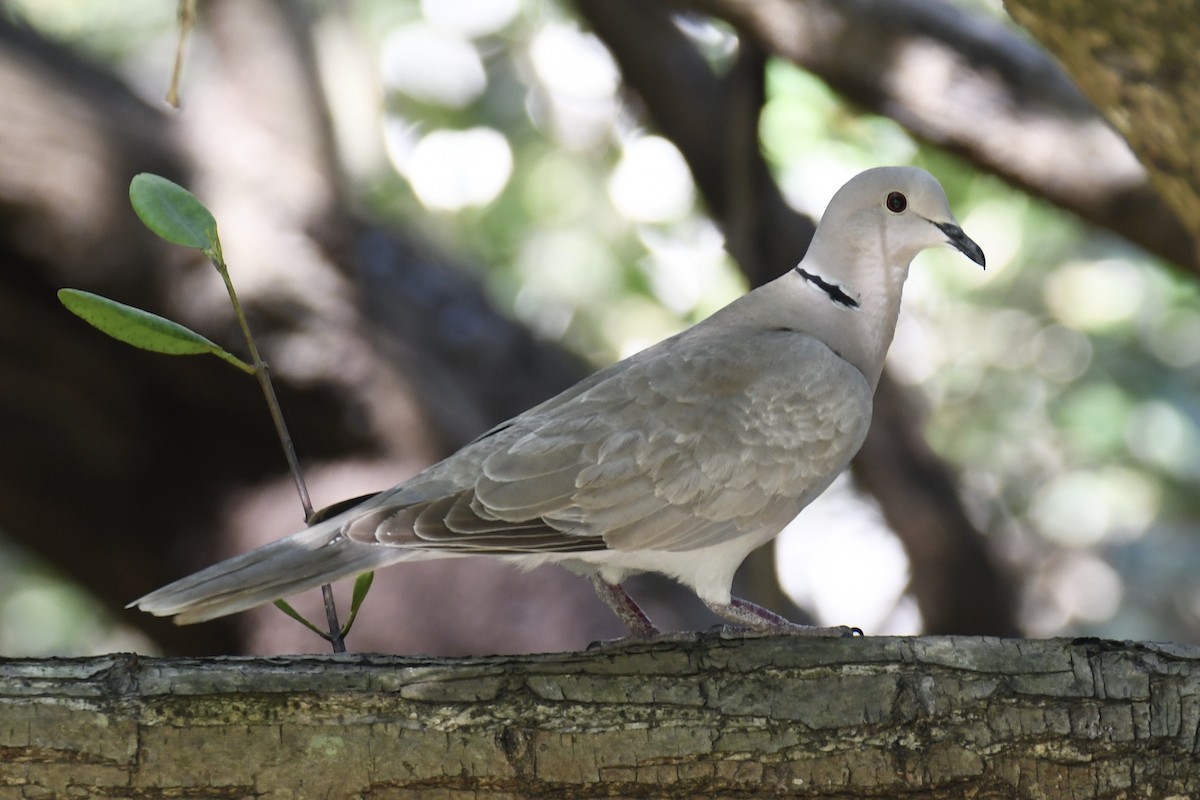 African Collared-Dove - ML548732051