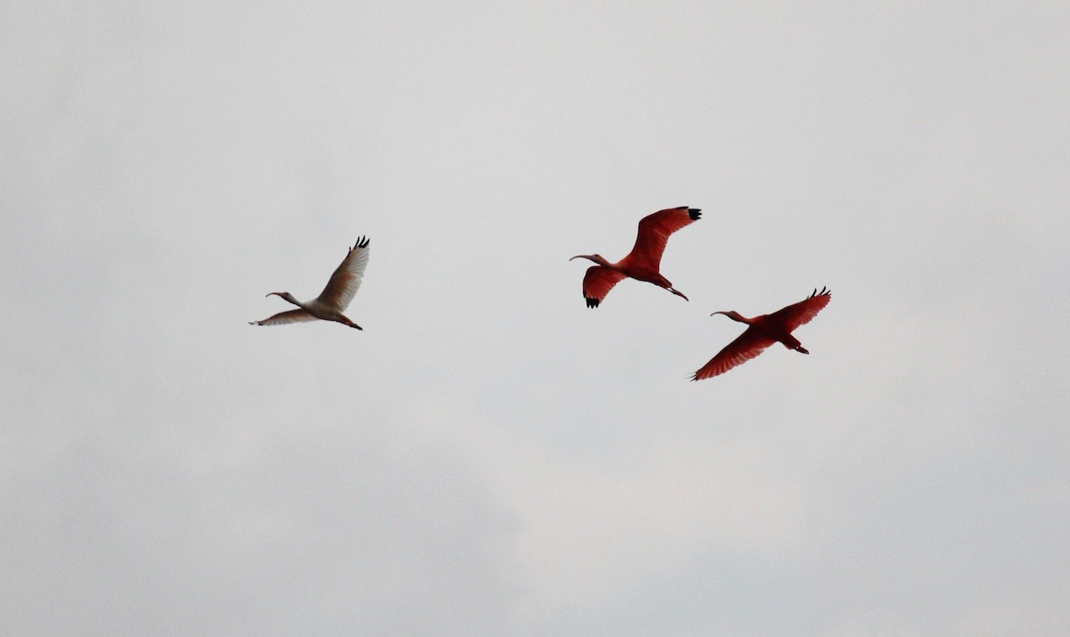 Scarlet Ibis - reinaldo aguilera a