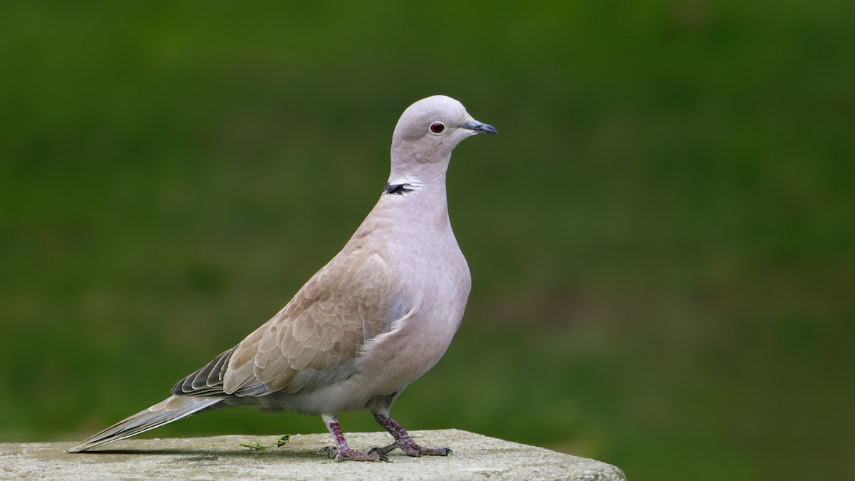 Eurasian Collared-Dove - SONER SABIRLI