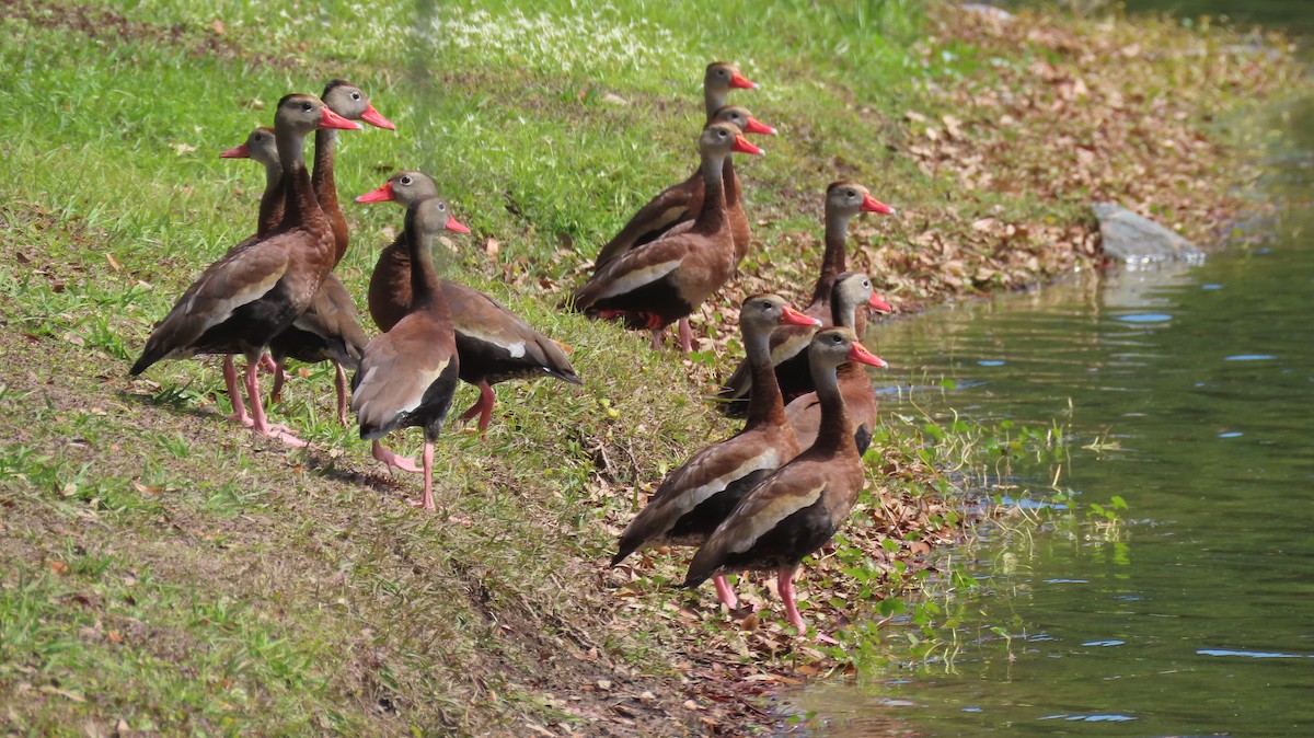 Black-bellied Whistling-Duck - ML548733481