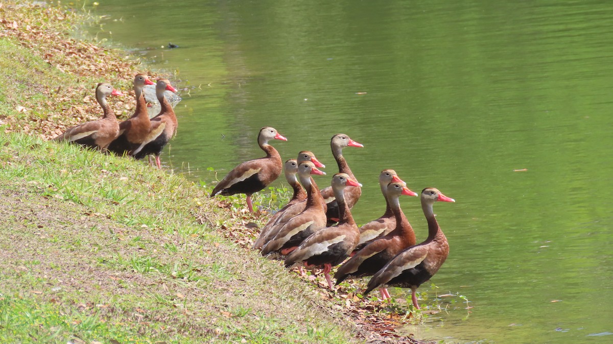 Black-bellied Whistling-Duck - ML548733531