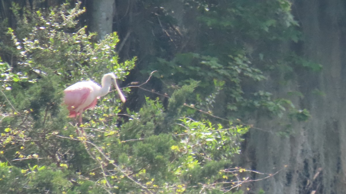 Roseate Spoonbill - ML548733701