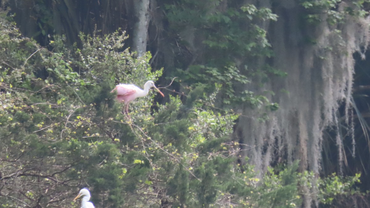 Roseate Spoonbill - ML548733711