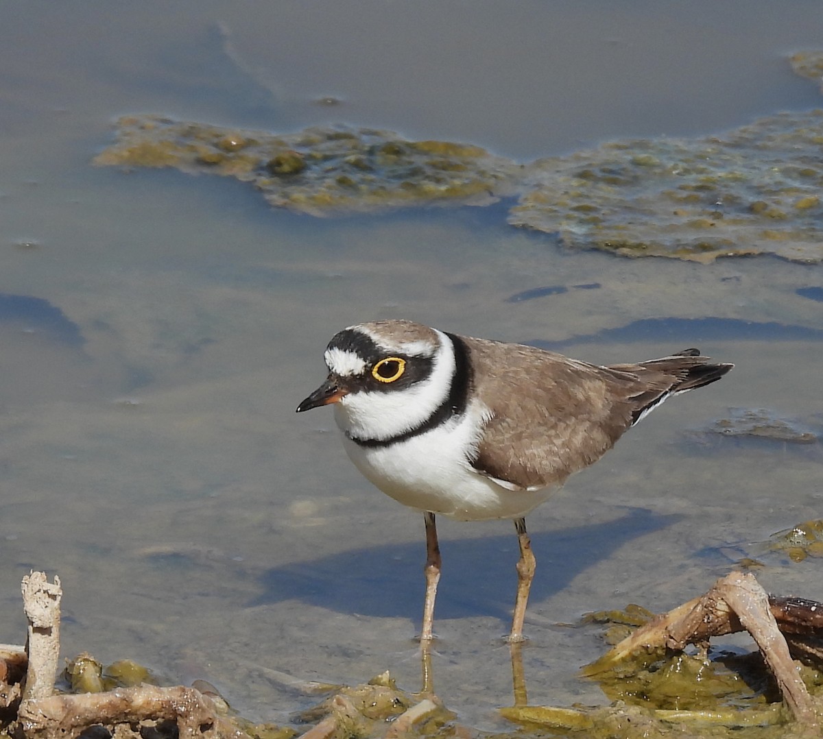 Little Ringed Plover - ML548733901