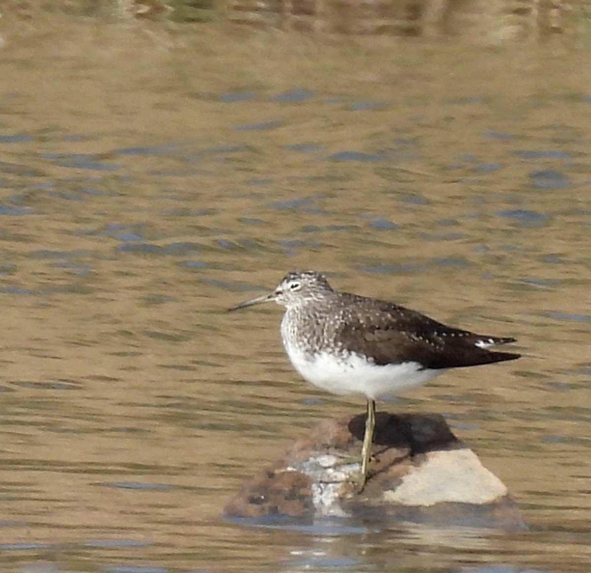 Green Sandpiper - ML548734111