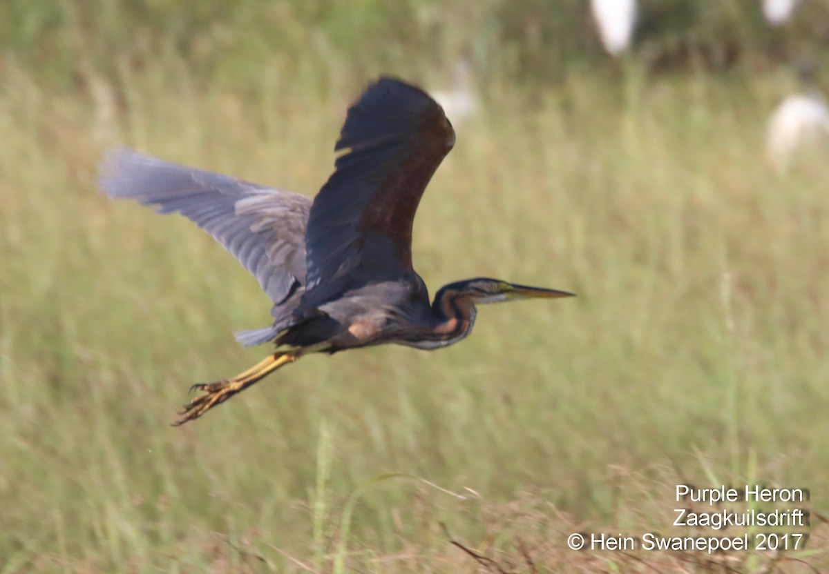 Purple Heron - ML54873631