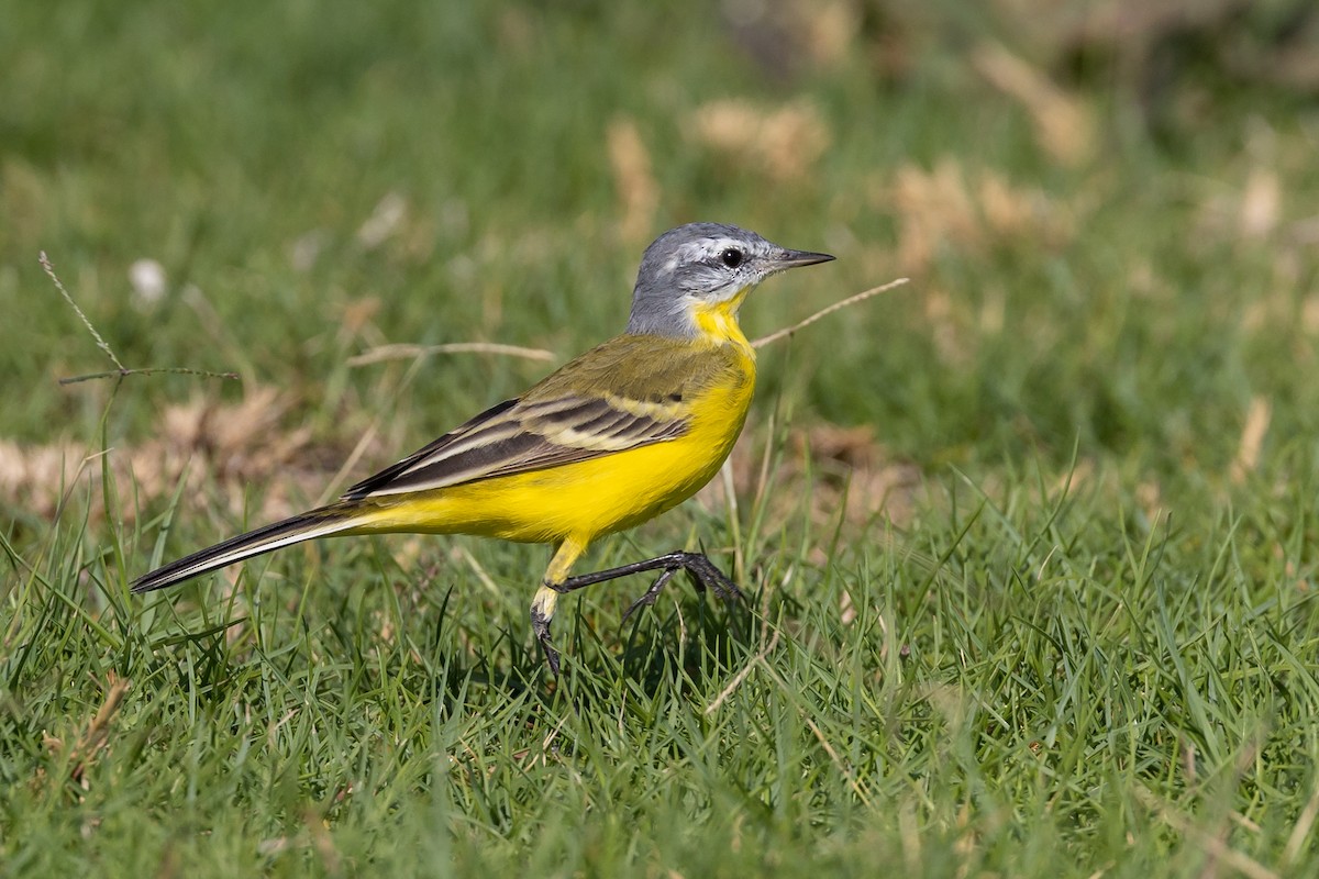 Western Yellow Wagtail (flava/beema) - Nikos Mavris