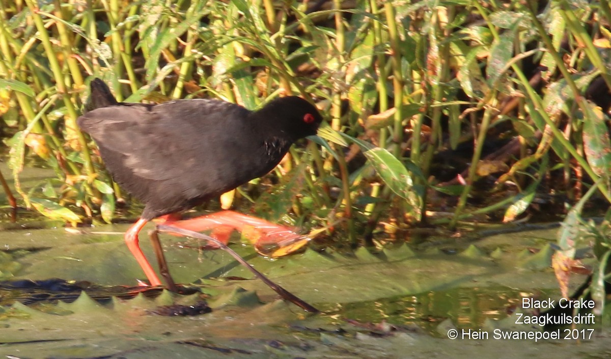 Polluela Negra Africana - ML54873871