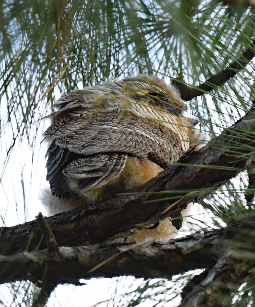 Great Horned Owl - ML548739081