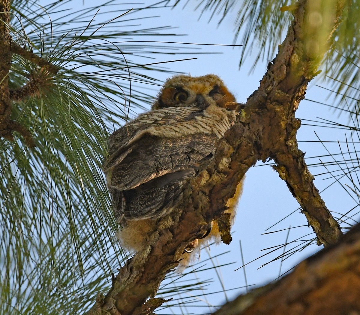 Great Horned Owl - ML548739091