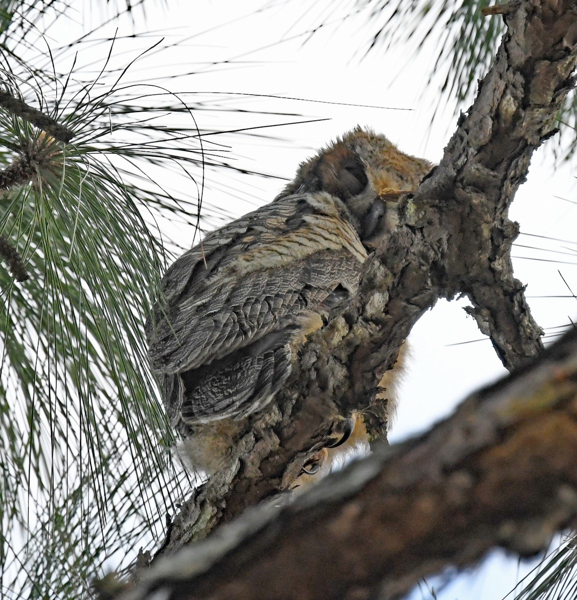 Great Horned Owl - ML548739101