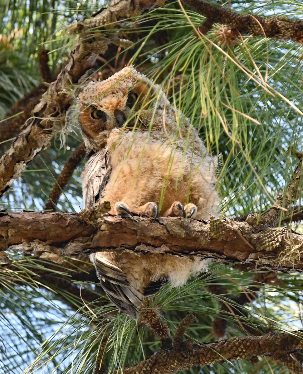 Great Horned Owl - ML548739111