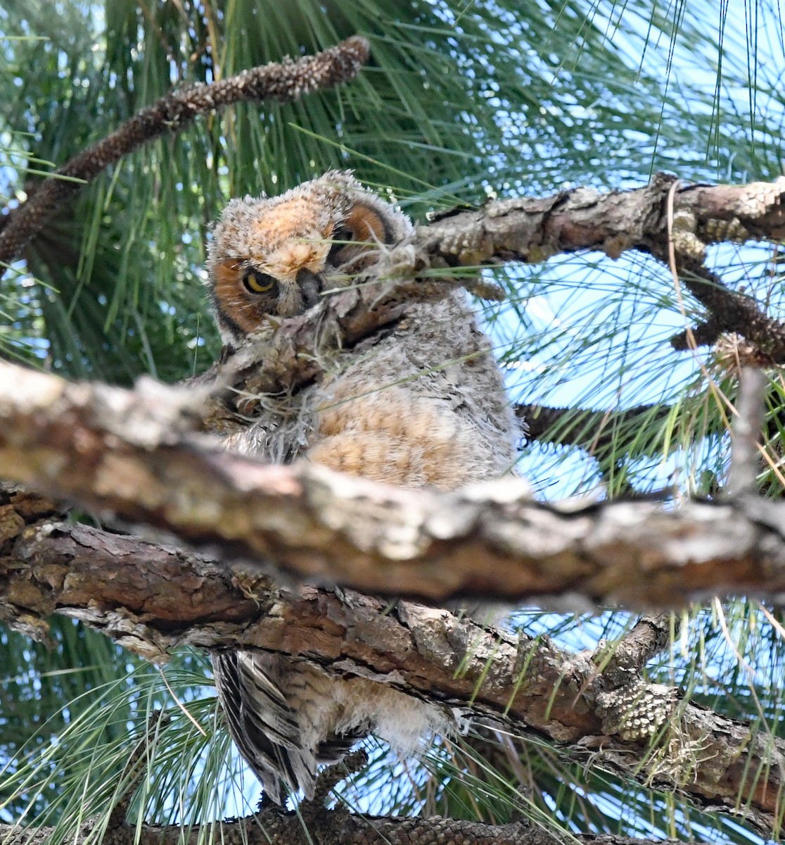 Great Horned Owl - ML548739121