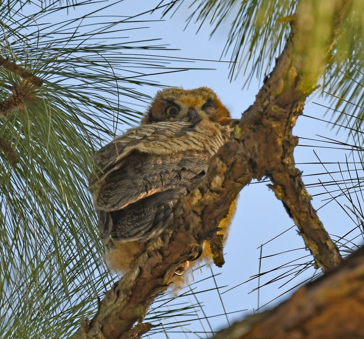 Great Horned Owl - ML548739131