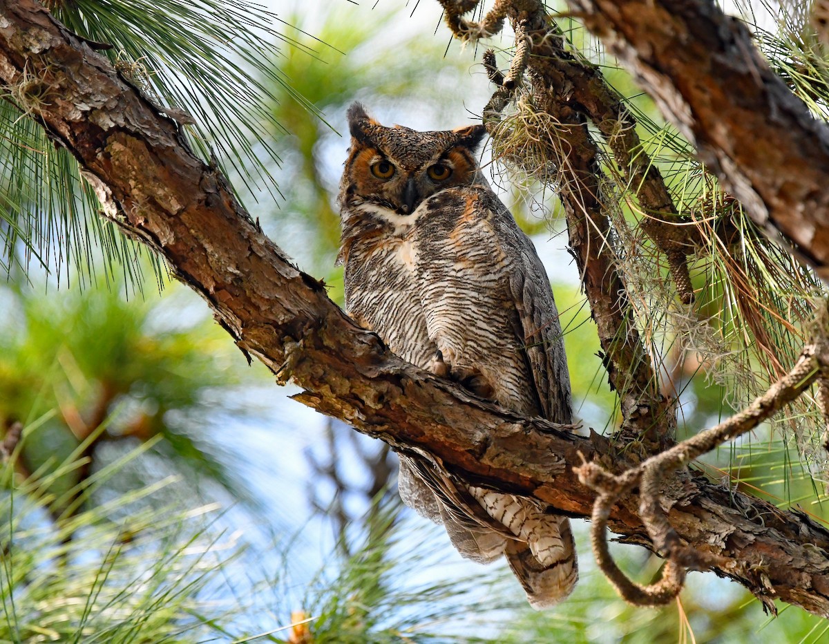 Great Horned Owl - ML548739141