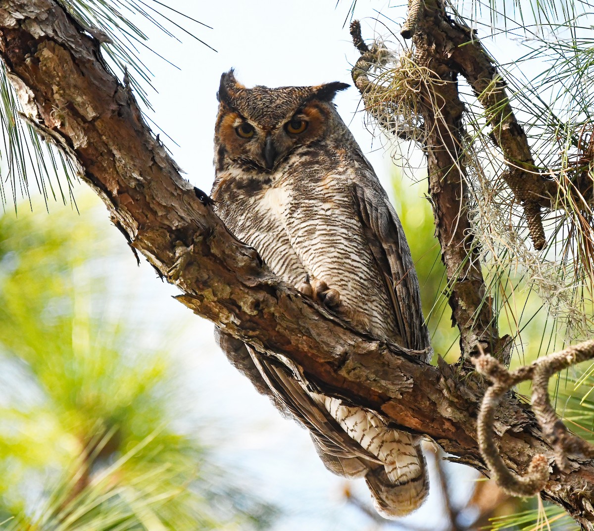 Great Horned Owl - ML548739151