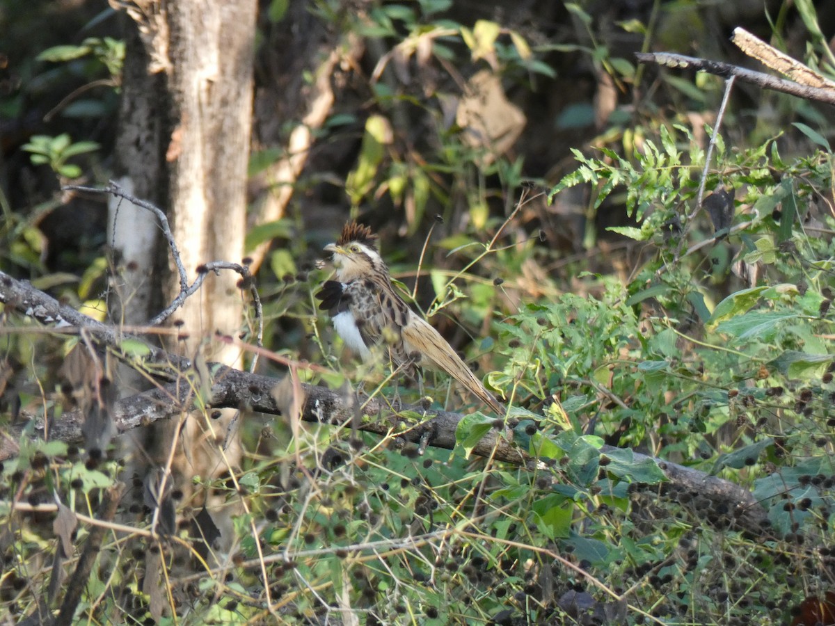 Striped Cuckoo - Danielle Bouchard