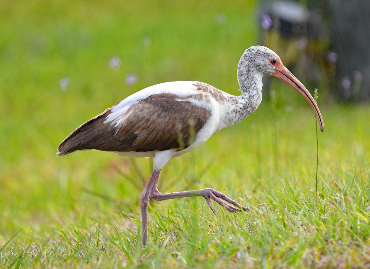 White Ibis - ML548739801