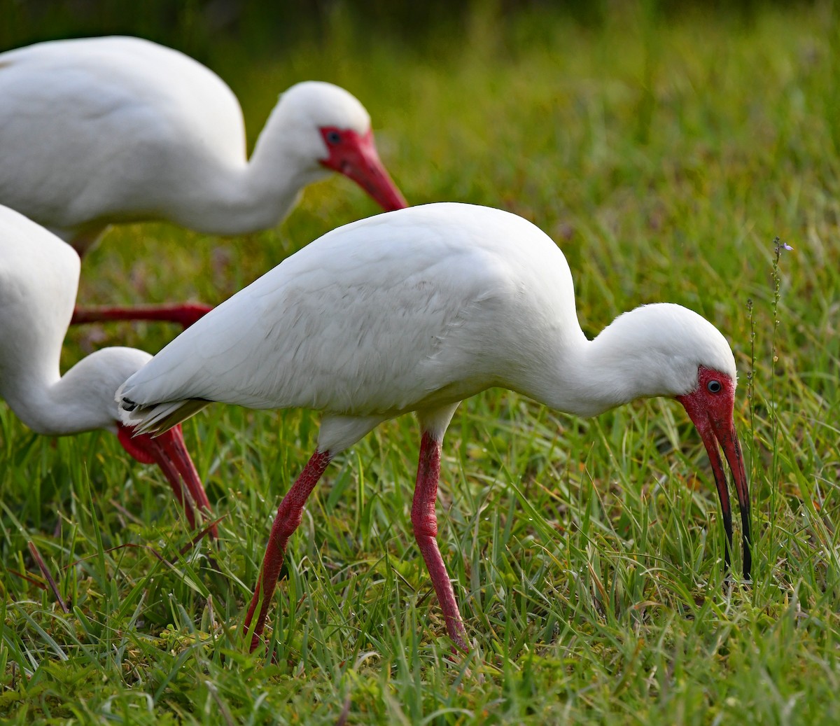 White Ibis - ML548739811