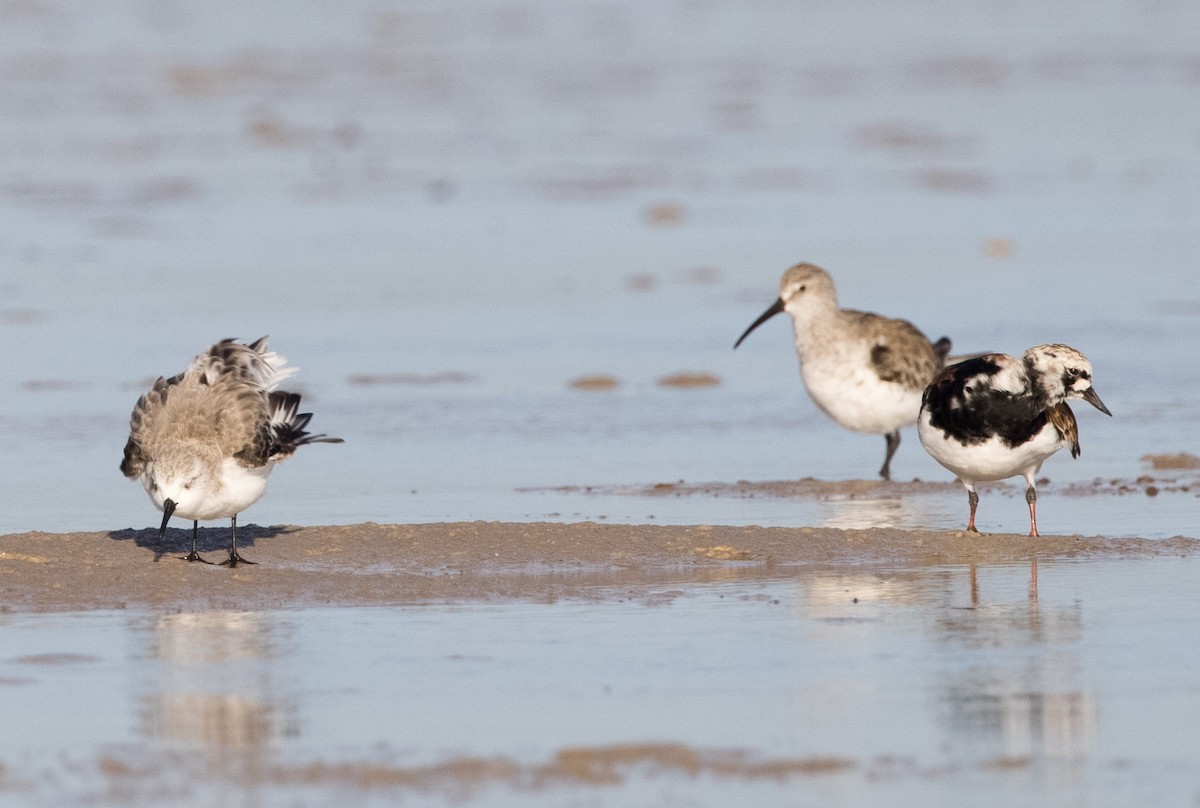 Ruddy Turnstone - ML548740421