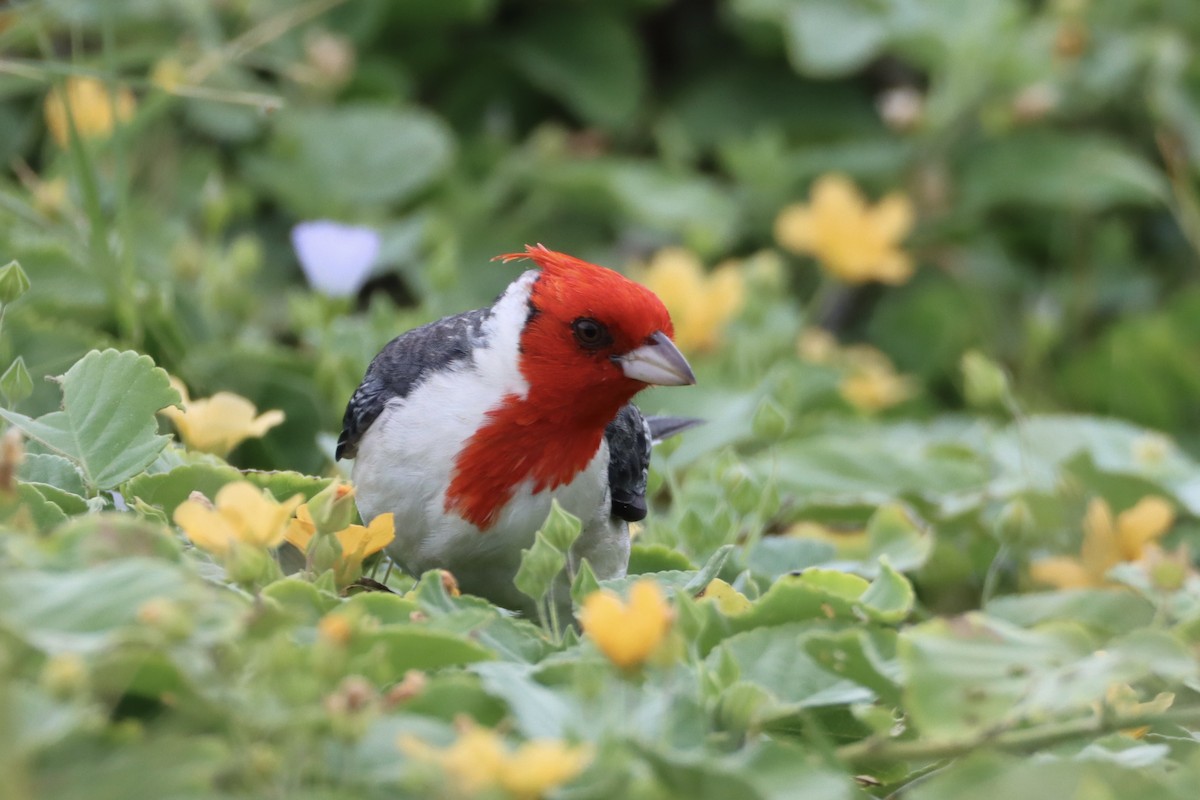 Red-crested Cardinal - ML548741391