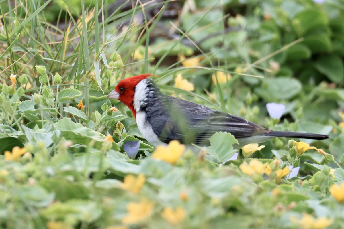 Red-crested Cardinal - ML548741491