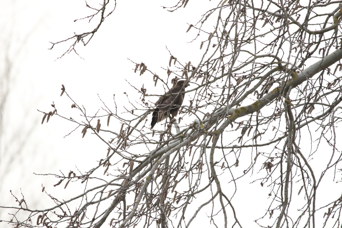 Ойн сар - ML548742171