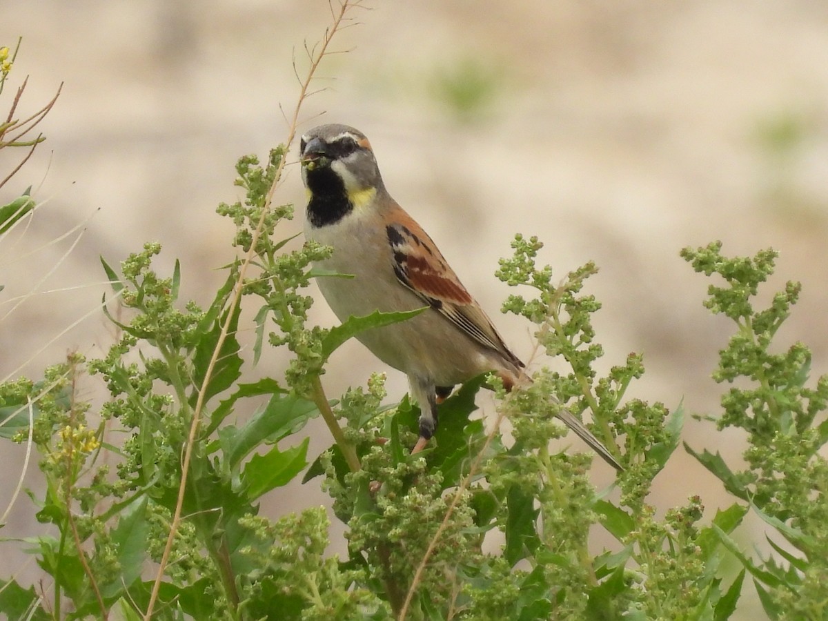 Dead Sea Sparrow - ML548742311